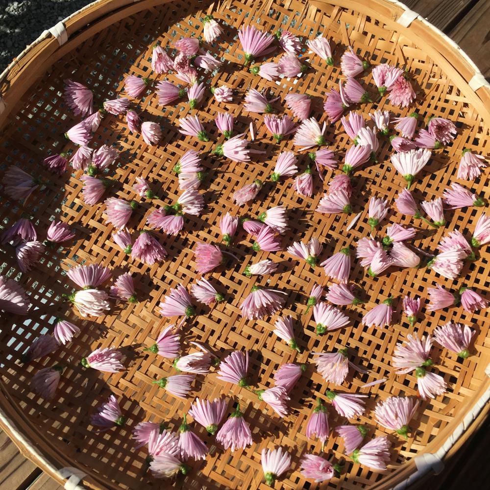 もって菊のハーブティ