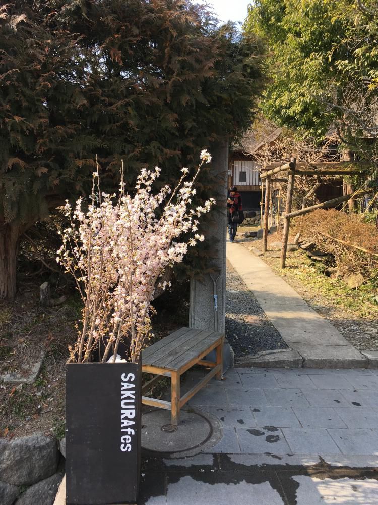 かみのやま桜フェス