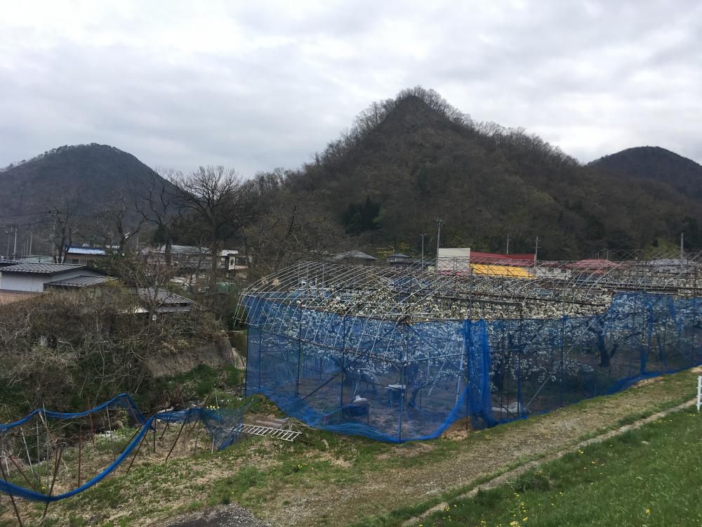 サクランボ満開