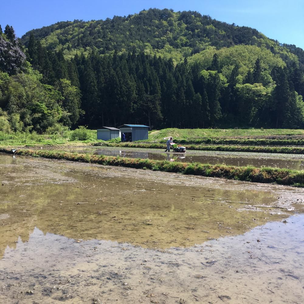 田植えデビュー