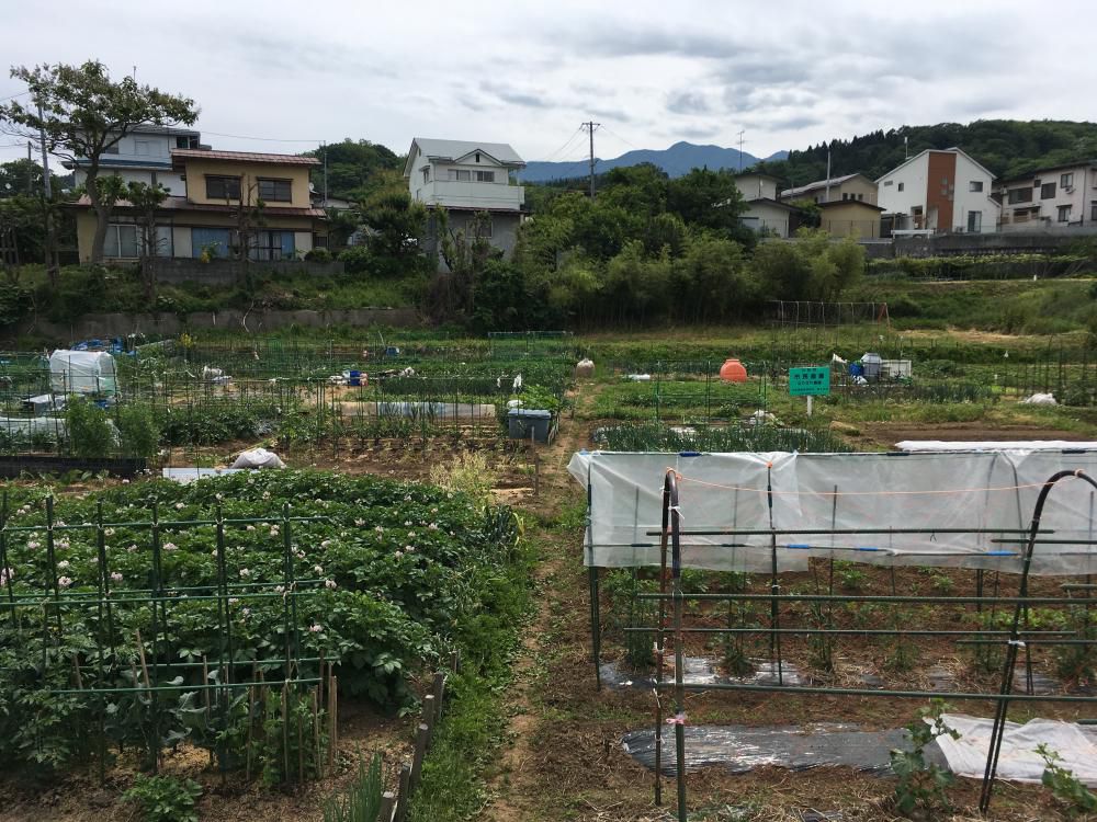 畑で思うこと