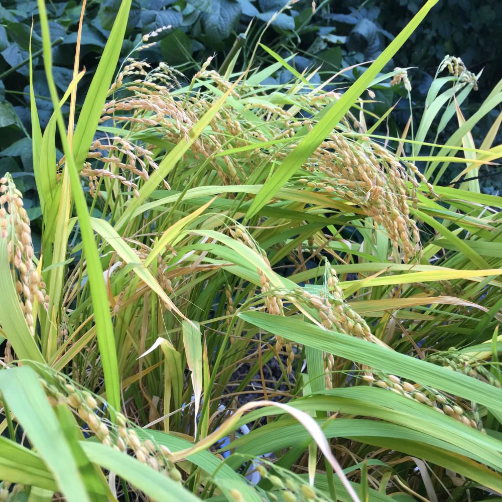ぼちぼち稲刈り