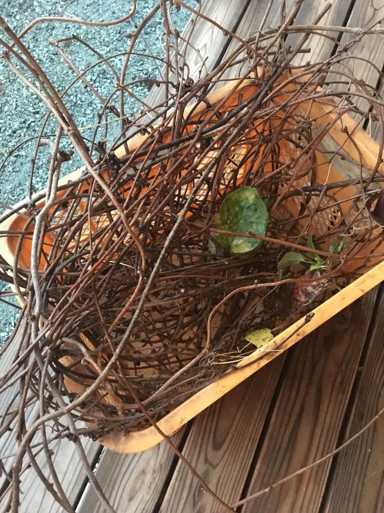 秋の草採集