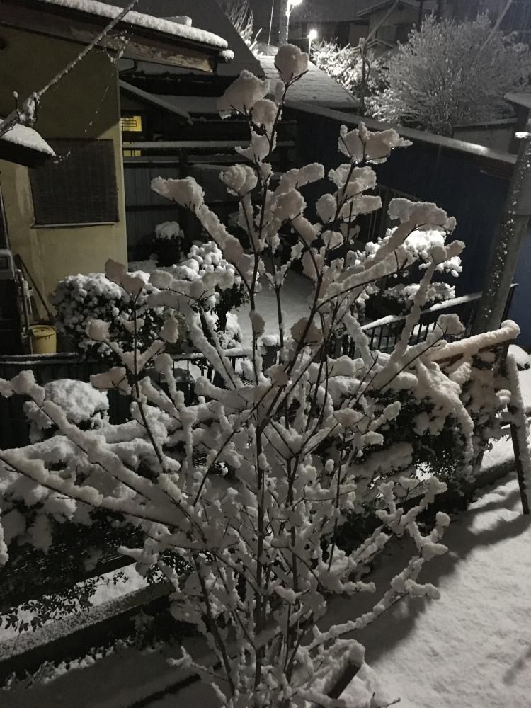 雪の匂い