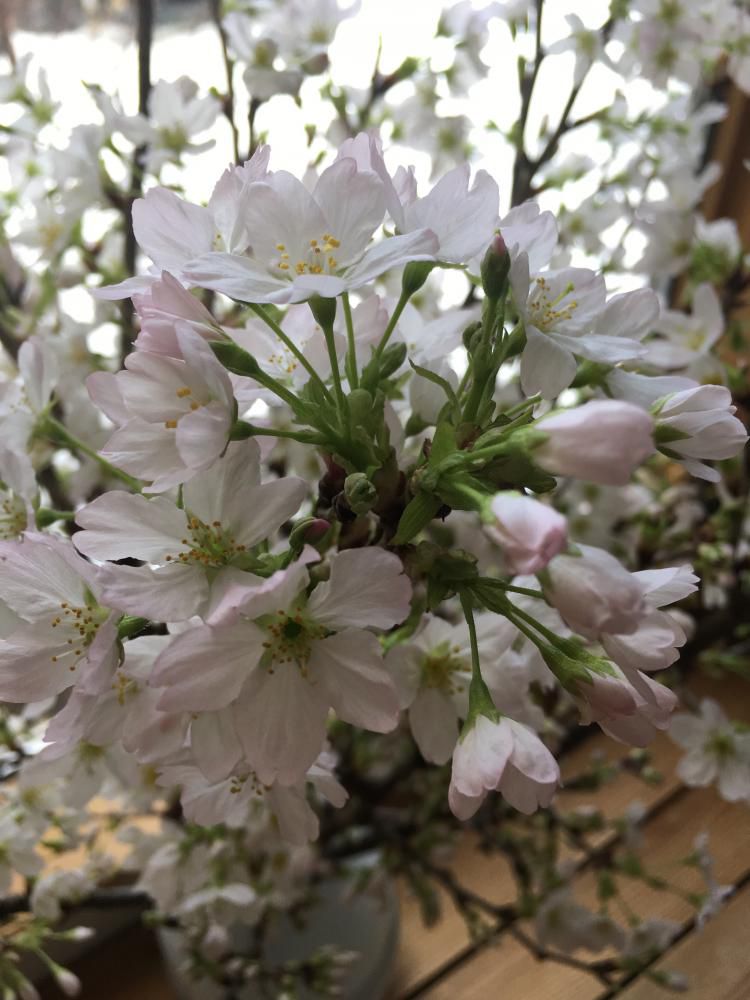 桜満開