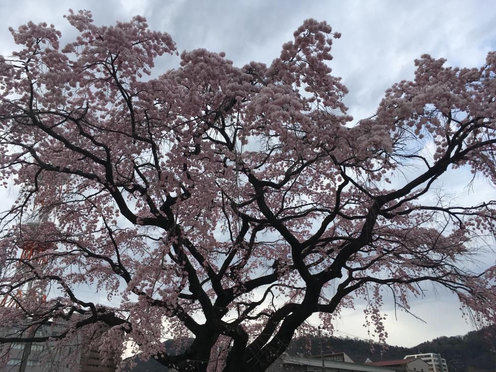 新年度