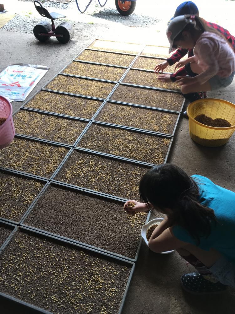 子ども農作業