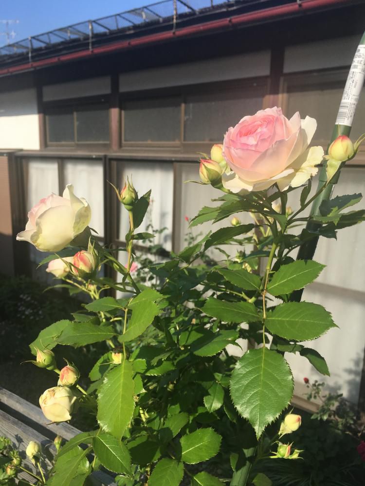 バラ