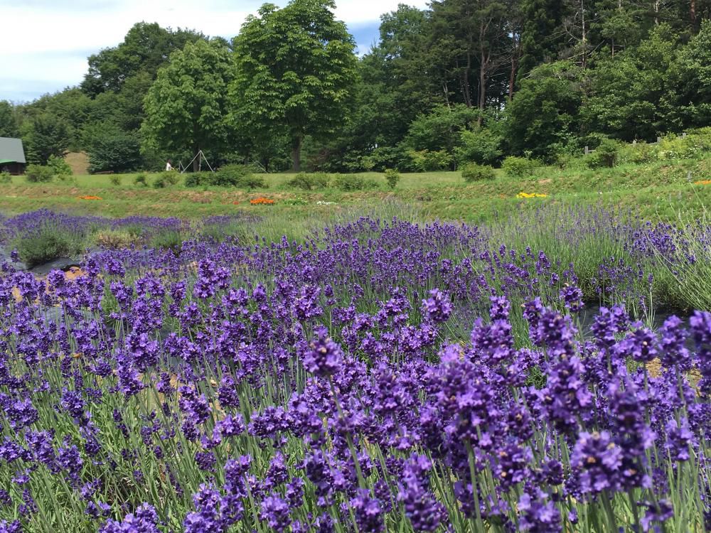 山形夏の花