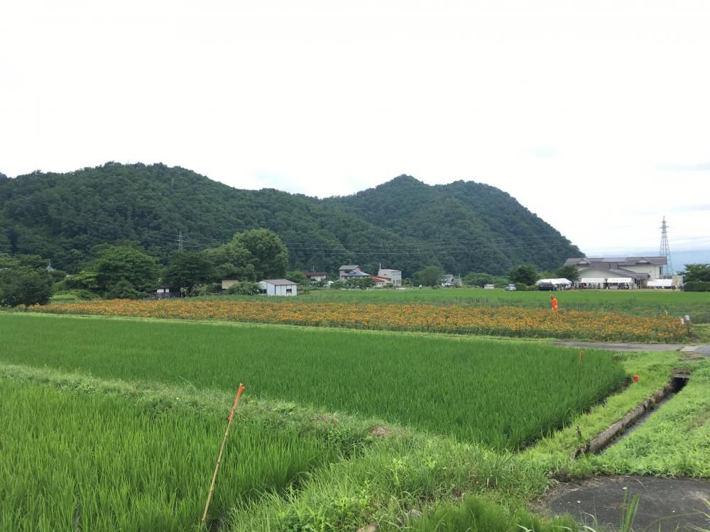 紅花