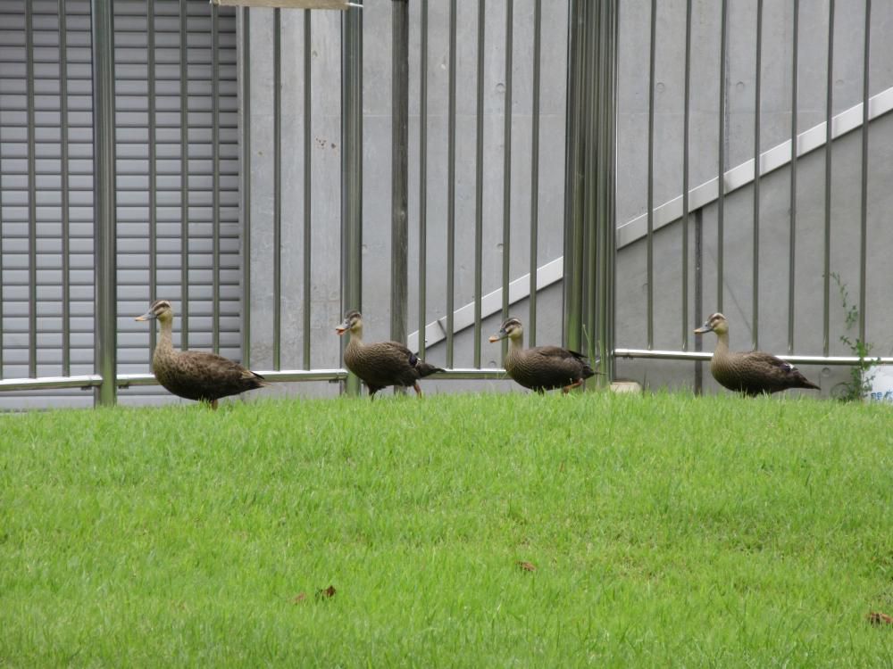 公園でかもの親子？見つけました。