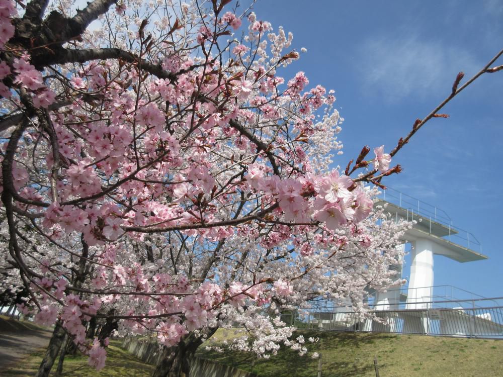 桜の木の下で