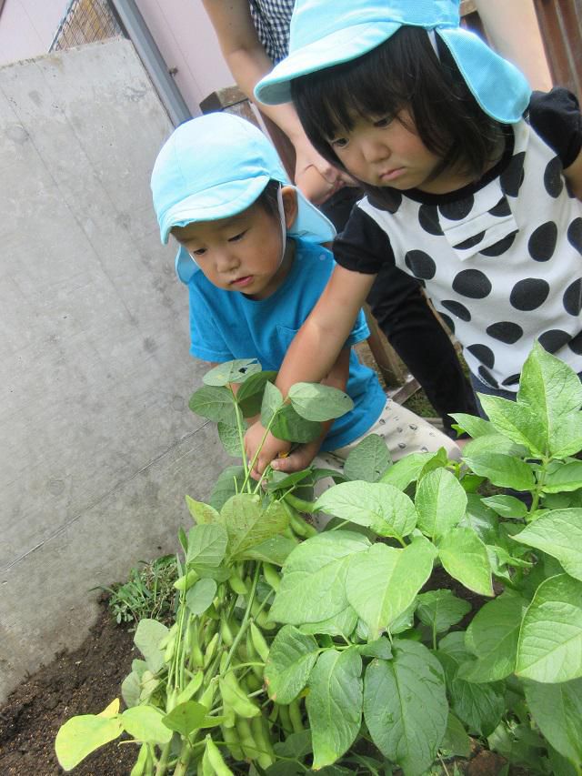 げんき畑で野菜を収穫したよ　～枝豆～