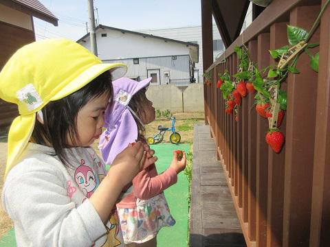 いちご狩り
