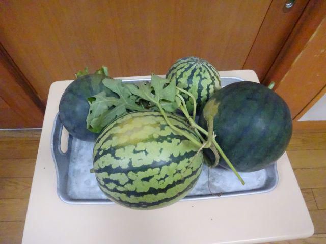 夏だ！みんなでスイカ割り～♪
