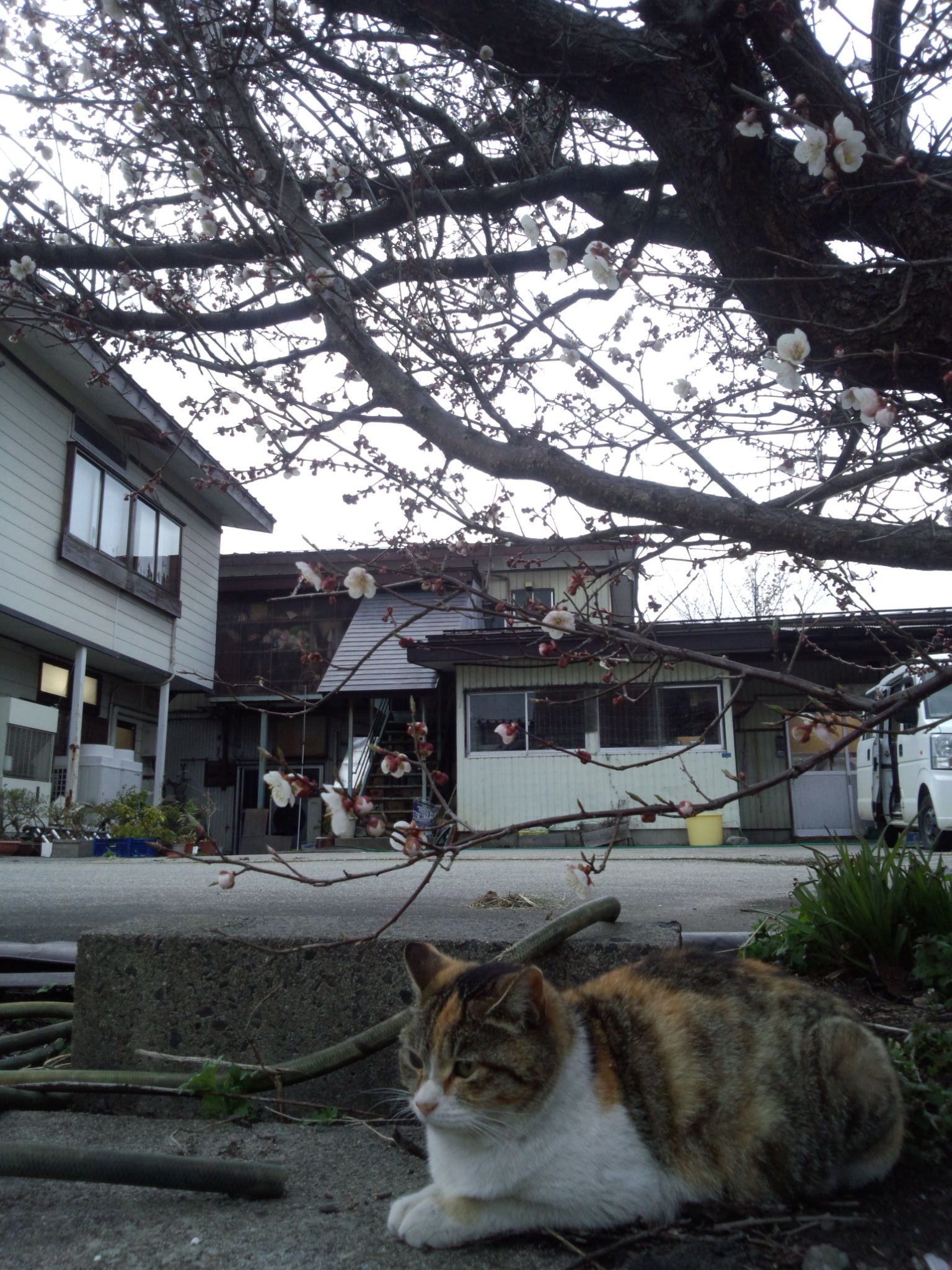 長井にも春がやってきました☆