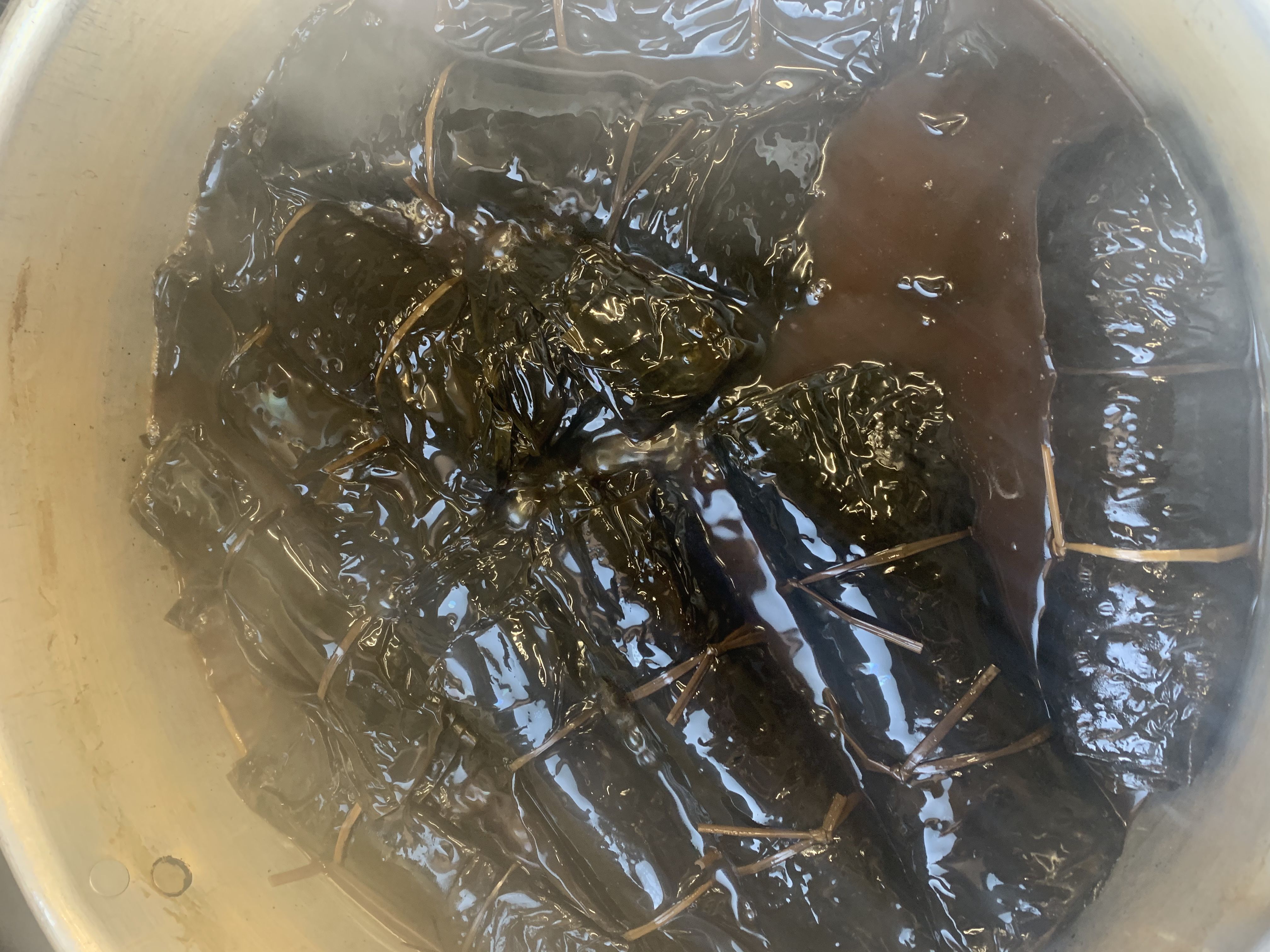 赤湯朝市　ジャンボ昆布巻き　ご予約はお早めに！