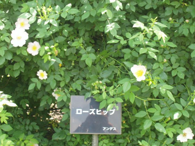 山形県村山市東沢バラ公園今年もオープン