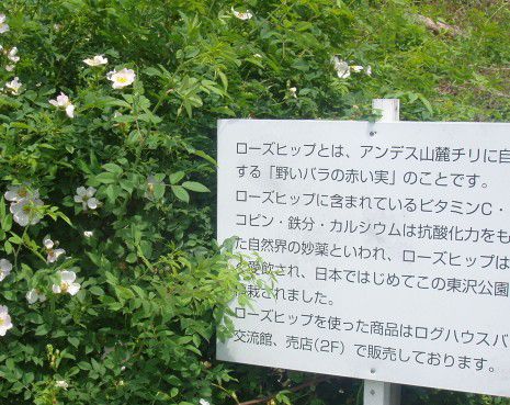 ローズヒップアカデミー山形に名称変更