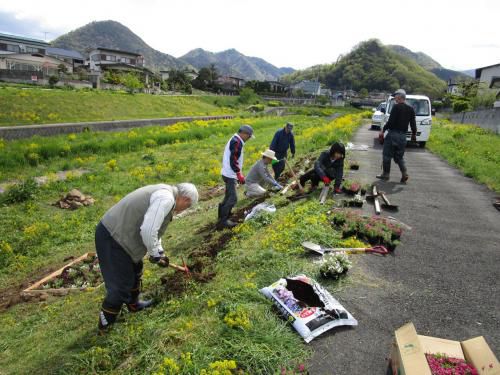 竜山川にシバザクラを植えました