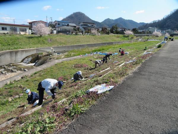 春の植栽活動終了！　　満開を待つのみ(*^o^*)