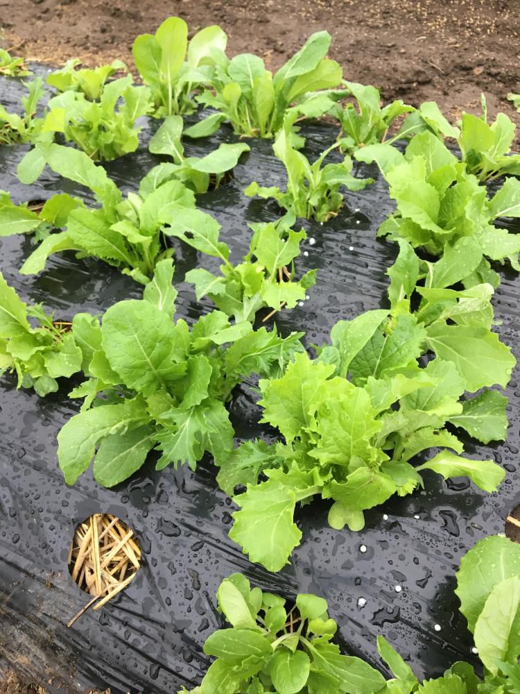 ハウス野菜