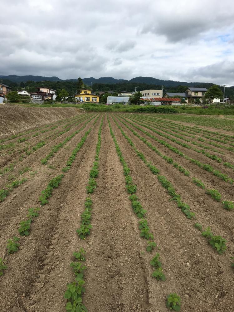 枝豆中耕