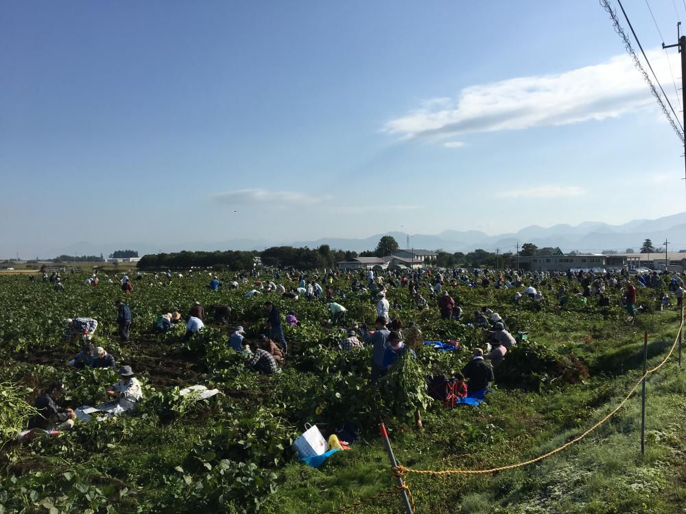 秘伝枝豆もぎ取りイベント開催中！