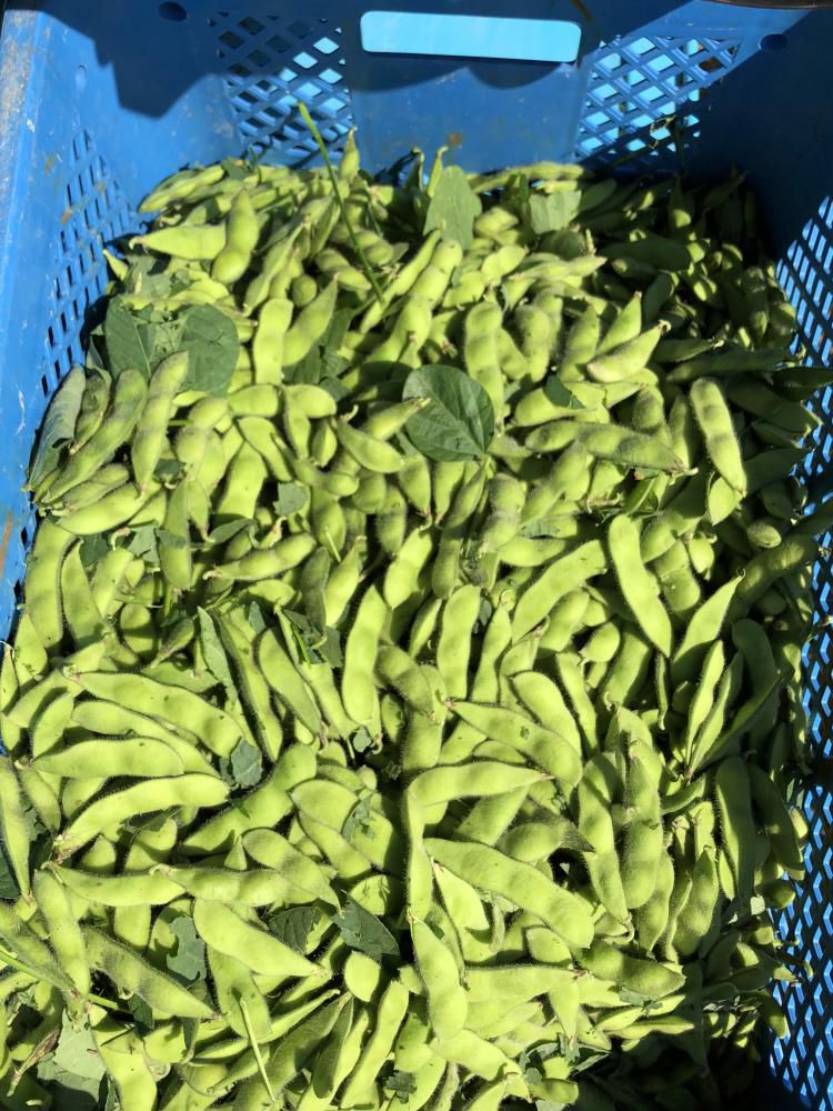 秘伝枝豆
