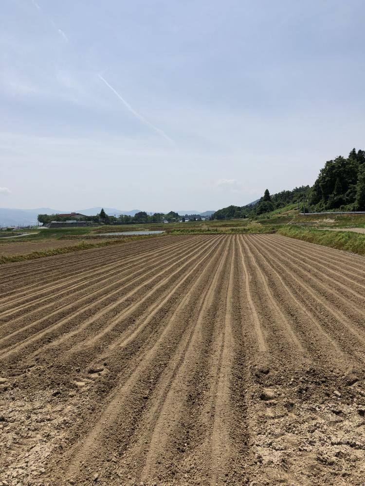 大豆播種