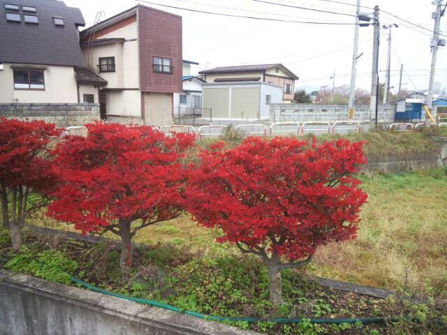 まだまだまだ見頃です(*^_^*)