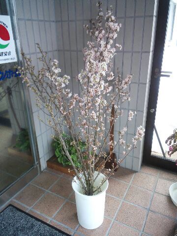 春・・届きました♪