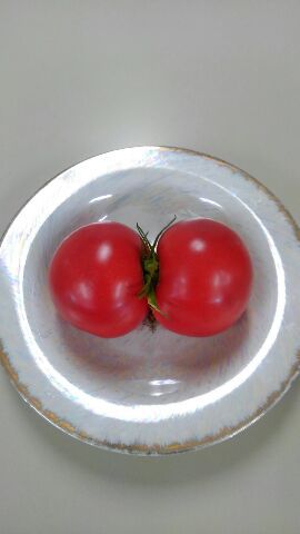 あっ！双子だ！