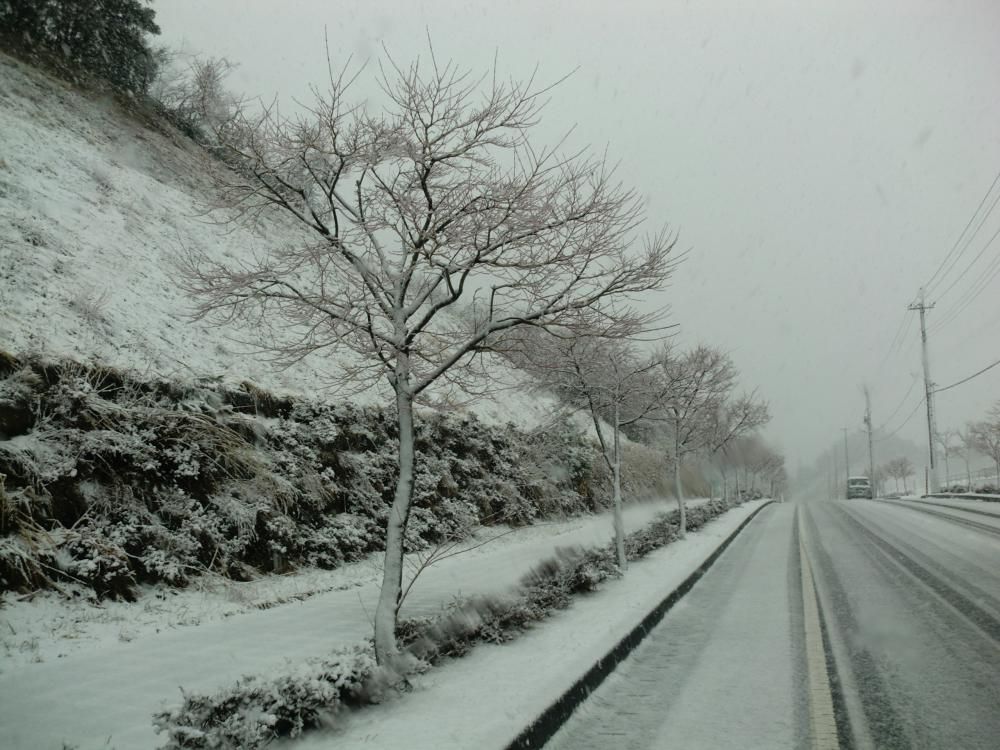 冬桜。