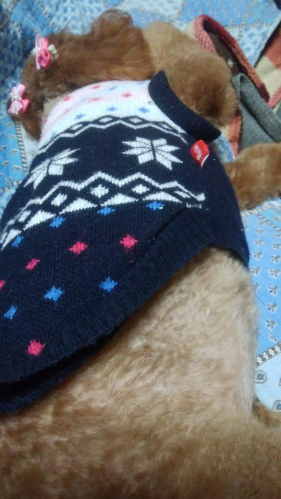 にゃんにゃんの日。