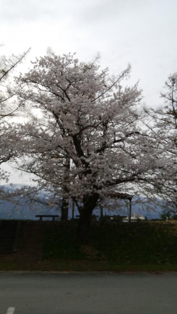 ようやく咲きました。