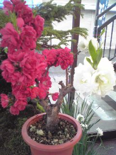 ∴桃の花が満開です∴