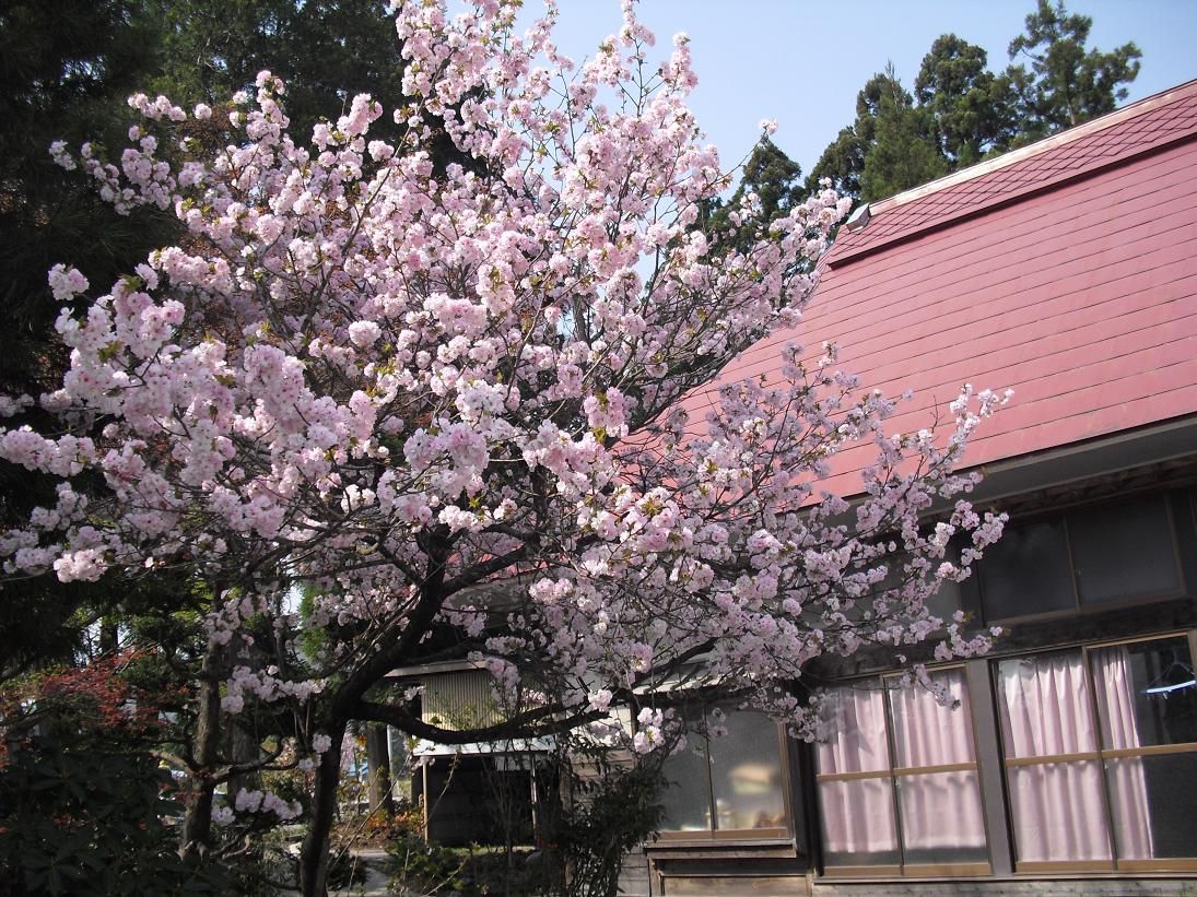 我が家の桜・今