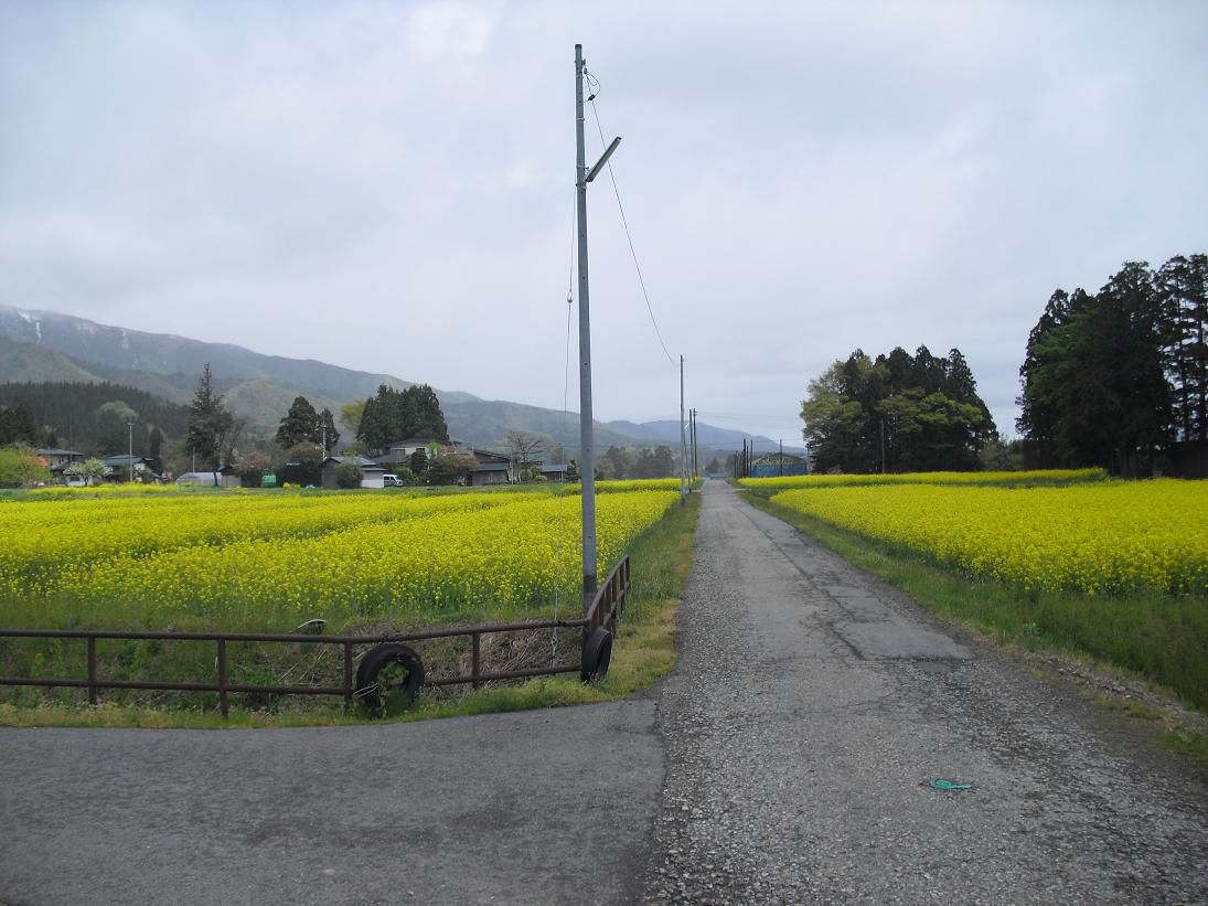 草岡の菜の花畑