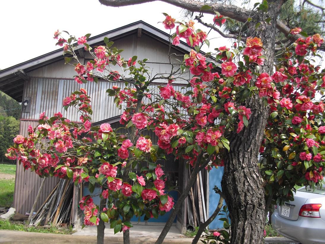 我が家の大島椿