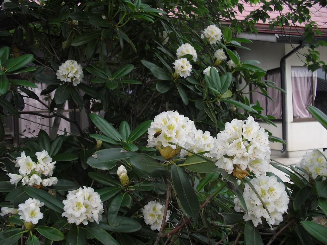可憐に「しゃくなげ」咲く