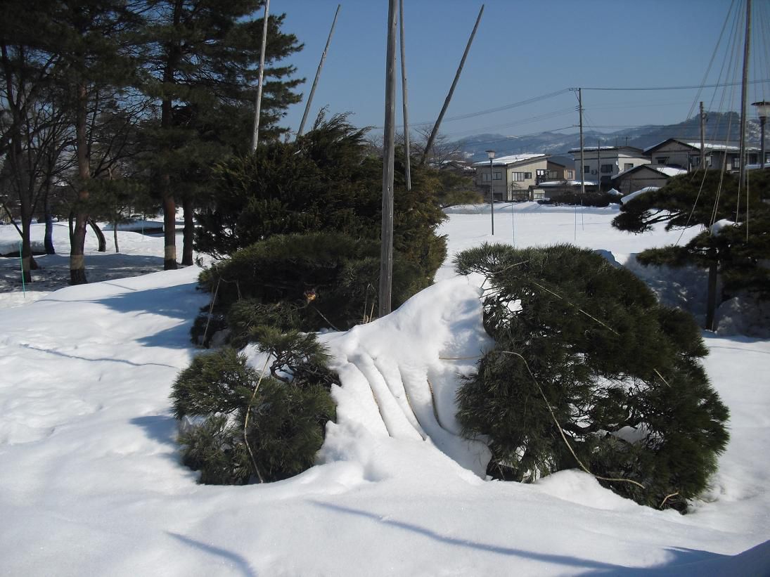 雪吊りも形無し
