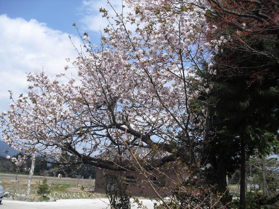 ようやく庭の桜が