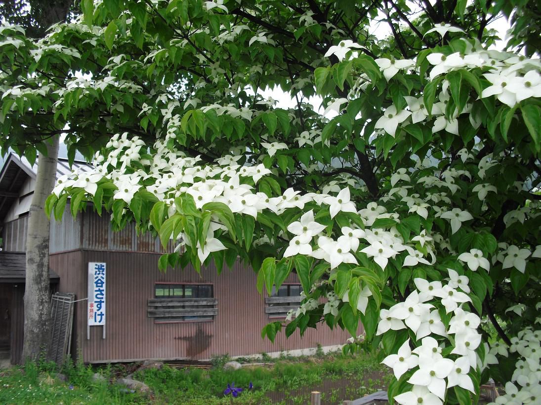 市議会一般質問