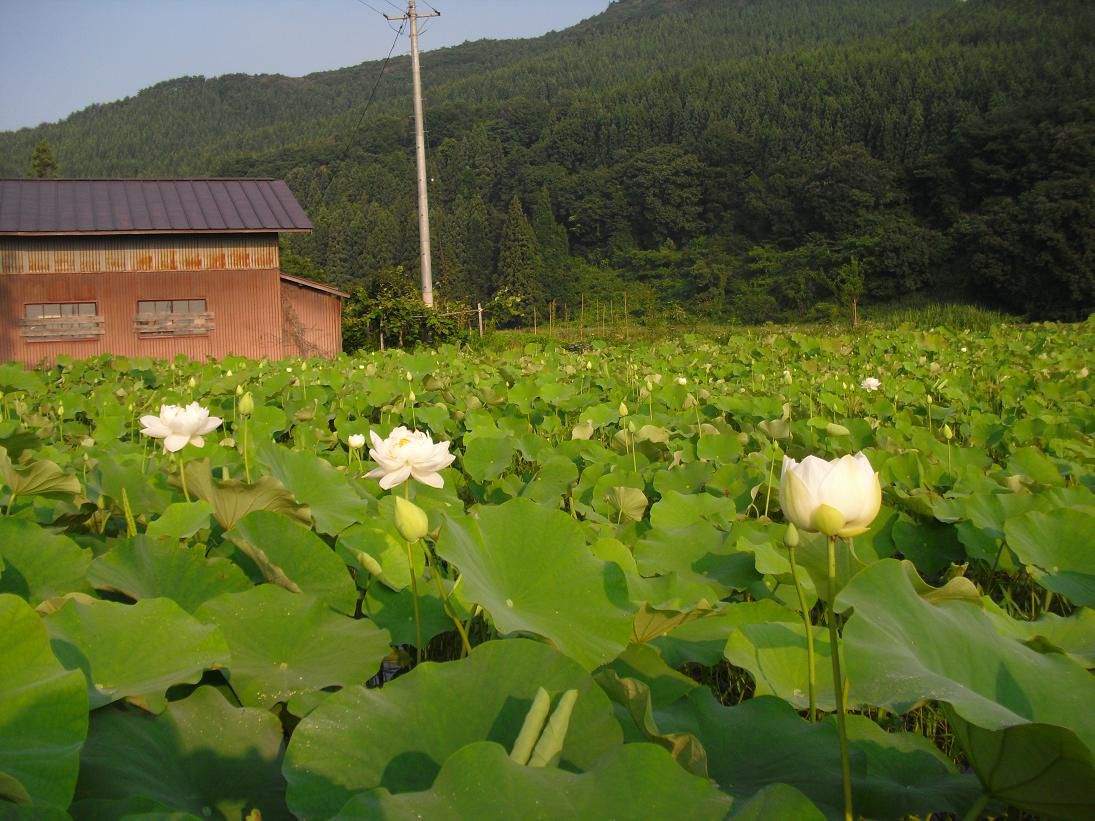 ハスの花の咲き始め