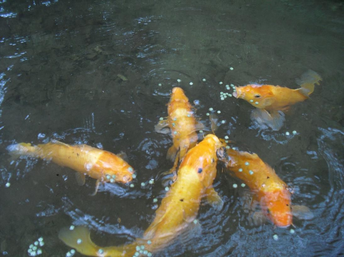 飼魚にも食欲の秋
