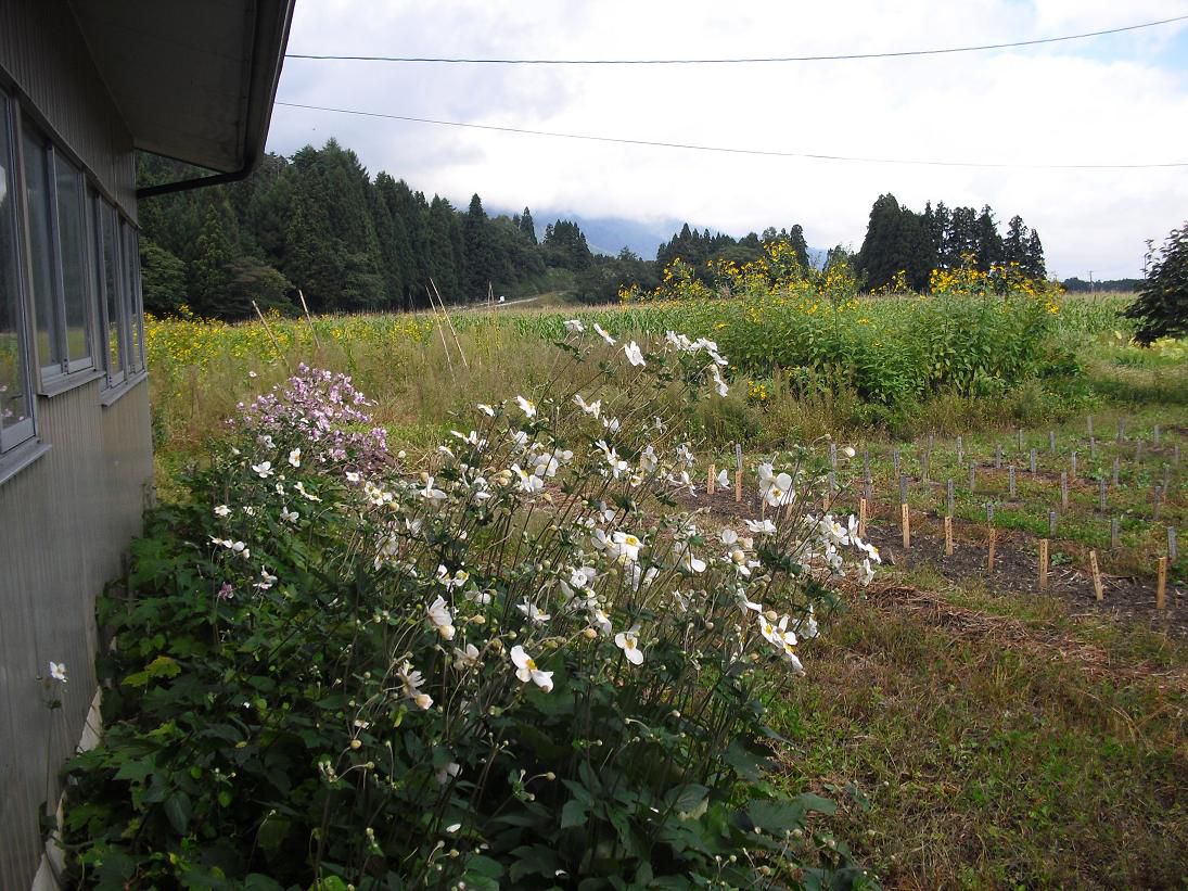 我が家の秋は菊・菊・菊