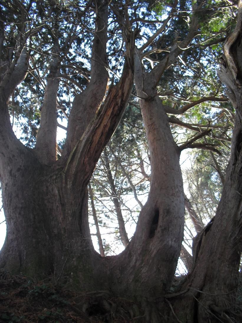 裏山の頂に巨木発見