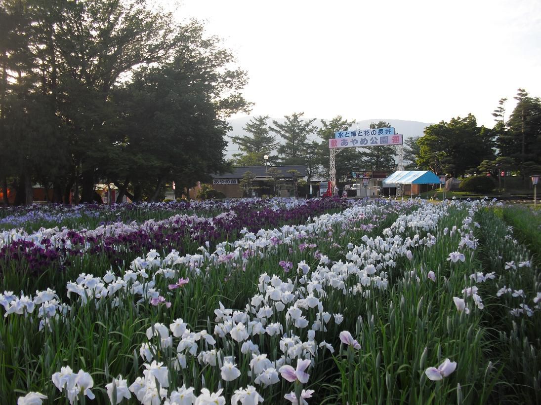 今日のあやめ公園