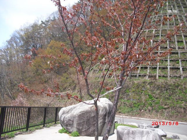 君たちが植えた桜が咲いたよ